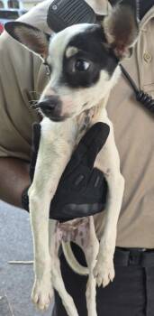 Pen 213 -  Chihuahua Dog for Adoption in Lawrenceville, Georgia - Pen 213 | PetCurious