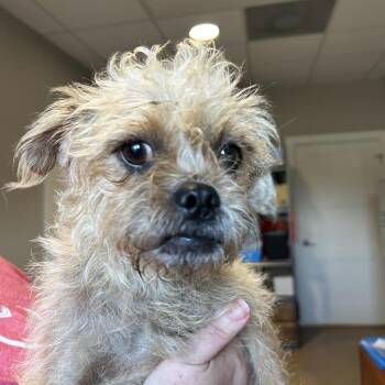 Brussels Griffon and Shih Tzu Dogs Available for Adoption - POPPY | PetCurious