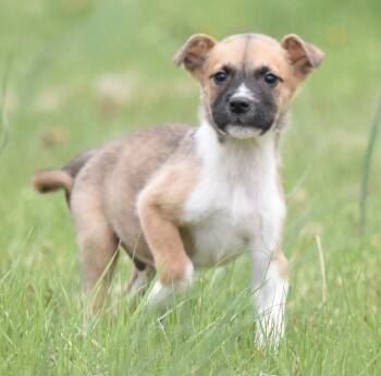 Chihuahua and Terrier Dogs Available for Adoption in Mechanicsburg, Pennsylvania - Benji | PetCurious