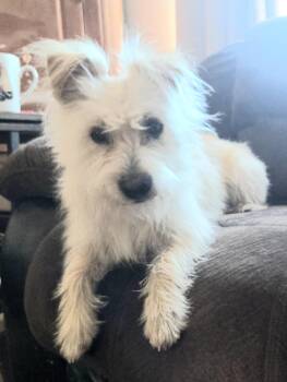 West Highland White Terrier Westie Dogs Available for Adoption - **WAFFLES | PetCurious