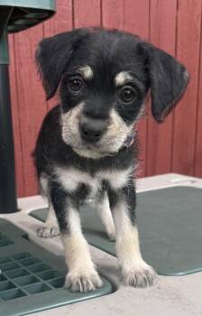 Lola Betran -  Chihuahua and Shih Tzu Dog for Adoption in Mundelein, Illinois - Lola Betran | PetCurious