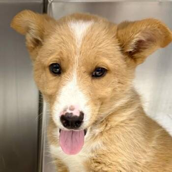 Australian Cattle Dog Blue Heeler and Dachshund Dogs Available for Adoption in Sacramento, California - Canteen | PetCurious