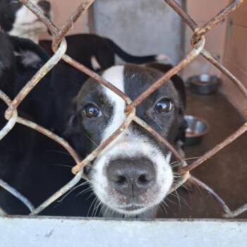 Shyla -  Labrador Retriever and Pit Bull Terrier Dog for Adoption in Gautier, Mississippi - Shyla | PetCurious