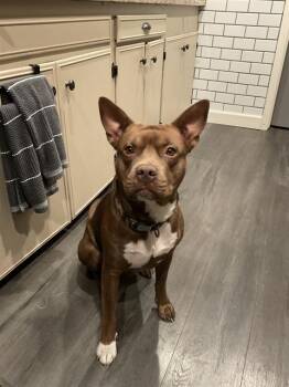 CARMELLO -  American Staffordshire Terrier Dog for Adoption in San Antonio, Texas - CARMELLO | PetCurious