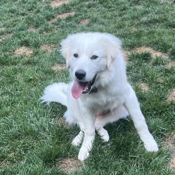 Heidi -  Great Pyrenees Dog for Adoption in Richmond, Virginia - Heidi | PetCurious