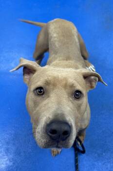 Terrier and Retriever Dogs Available for Adoption in Lancaster, South Carolina - Juno | PetCurious