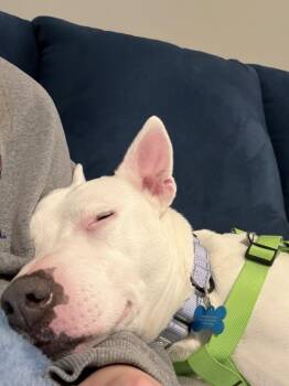 Pit Bull Terrier Dogs Available for Adoption - Wanda | PetCurious