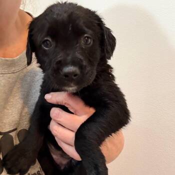 Catahoula Leopard Dog Dogs Available for Adoption - Folly | PetCurious