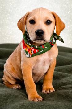 Labrador Retriever and Treeing Walker Coonhound Dogs Available for Adoption in Nahunta, Georgia -  BRINK | PetCurious