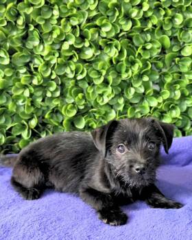 Terrier Dogs Available for Adoption in Novato, California - Bucky | PetCurious