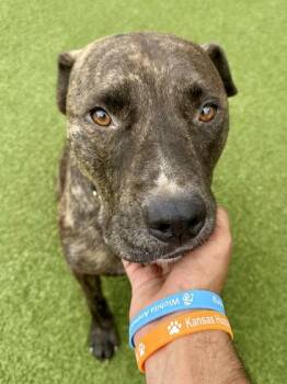 Silas -  Mixed Breed Dog for Adoption in Wichita, Kansas - Silas | PetCurious