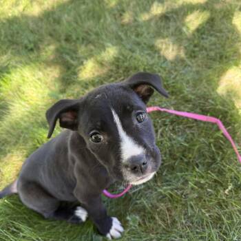 Sharon -  American Staffordshire Terrier Dog for Adoption - Sharon | PetCurious