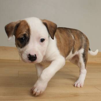 Rescue Collie and Mixed Breed Dogs for Adoption in Minnetonka, Minnesota - Randall D66681 | PetCurious