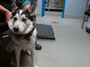 Australian Cattle Dog Blue Heeler Dogs Available for Adoption in Albuquerque, New Mexico - QUENTIN | PetCurious