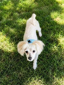 Sammy -  Maltese and Poodle Dog for Adoption in Blacksburg, Virginia - Sammy | PetCurious