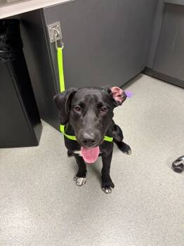 Rescue Labrador Retriever and Mixed Breed Dogs for Adoption in Ontario, California - EDDIE | PetCurious