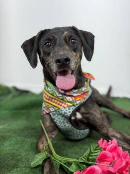 Lucky charm-One of our Amazing Rescue Dogs -  Plott Hound and Labrador Retriever Dog for Adoption in Carlsbad, California - Lucky Charm-One Of Our Amazing Rescue Dogs | PetCurious