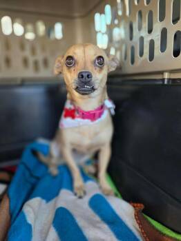 Chihuahua Dogs Available for Adoption - Tyra | PetCurious