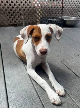 Mixed Breed Dogs Available for Adoption in Kitchener, Ontario - Scrump | PetCurious