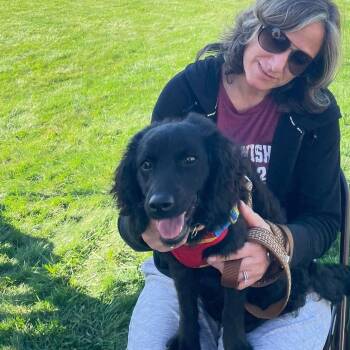 Clove -  Poodle Dog for Adoption in Plainfield, Illinois - Clove | PetCurious