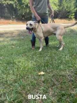 Busta -  Labrador Retriever and Black Mouth Cur Dog for Adoption in Washington, Georgia - Busta | PetCurious
