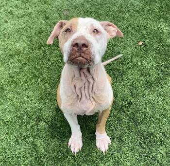 SIERRA -  Mixed Breed Dog for Adoption in Palmetto, Florida - SIERRA | PetCurious