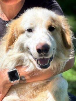 Biscuit -  Great Pyrenees Dog for Adoption in Bedford Hills, New York - Biscuit | PetCurious