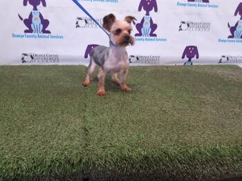 Yorkshire Terrier Dogs Available for Adoption in Orlando, Florida - FRIDA | PetCurious