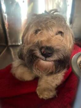 61150408 -  Miniature Poodle and Terrier Dog for Adoption in El Paso, Texas - 61150408 | PetCurious