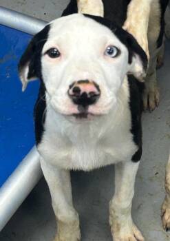 Disco (Dx5) -  Terrier Dog Available for Adoption in Hartsville, South Carolina - Disco (Dx5) | PetCurious