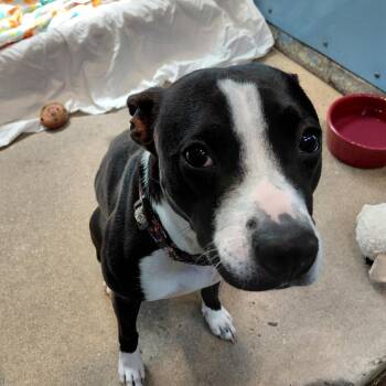 Boston Terrier and Mixed Breed Dogs Available for Adoption in Philadelphia, Pennsylvania - Juliette | PetCurious