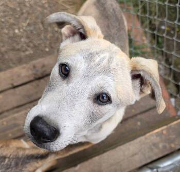 Tulee (River litter) -  Siberian Husky and American Staffordshire Terrier Dog for Adoption in Silvana, Washington - Tulee (River Litter) | PetCurious