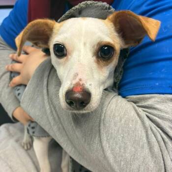 Beach Ball -  Jack Russell Terrier Dog for Adoption in Northbrook, Illinois - Beach Ball | PetCurious