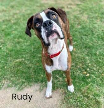 Rescue Boxer Dogs for Adoption in Shreveport, Louisiana - Rudy | PetCurious