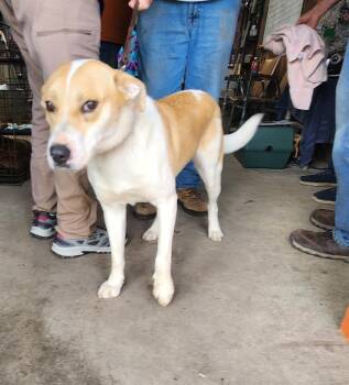 Mixed Breed Dogs Available for Adoption - Nova | PetCurious