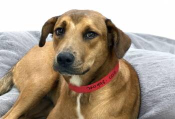 CEECEE -  Labrador Retriever and Mixed Breed Dog for Adoption in Fort Lauderdale, Florida - CEECEE | PetCurious