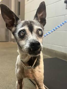 Mixed Breed Dogs Available for Adoption in Jacksonville, Florida - DOLLY | PetCurious