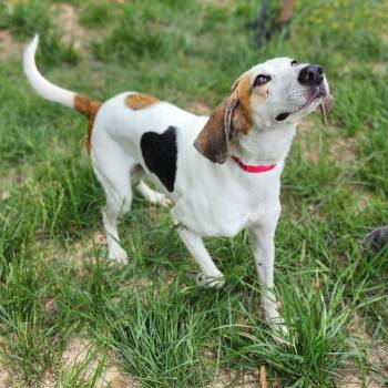 Treeing Walker Coonhound Dogs Available for Adoption in Centerville, Tennessee - Leroy | PetCurious