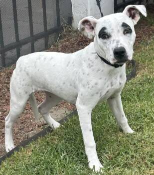 AMBER -  American Staffordshire Terrier Dog for Adoption in Bell Gardens, California - AMBER | PetCurious