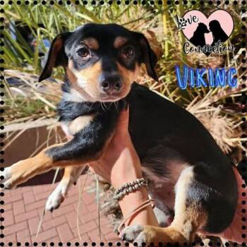 Viking -  Chihuahua Dog for Adoption in Gilbert, Arizona - Viking | PetCurious