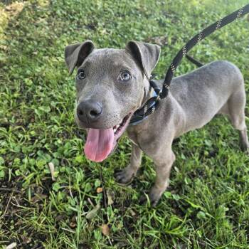 Merlin -  Mixed Breed Dog for Adoption in Huntsville, Alabama - Merlin | PetCurious