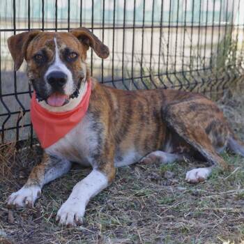 TIMOTHEE -  Boxer Dog for Adoption in San Antonio, Texas - TIMOTHEE | PetCurious