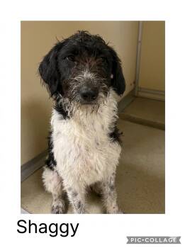 Shaggy -  Labradoodle and German Wirehaired Pointer Dog for Adoption in Sparta, North Carolina - Shaggy | PetCurious