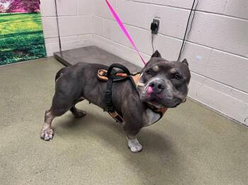 A552216 -  Staffordshire Bull Terrier and Mixed Breed Dog for Adoption in Moreno Valley, California - A552216 | PetCurious