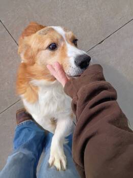 Rescue Cardigan Welsh Corgi and Mixed Breed Dogs for Adoption in Beatrice, Nebraska - Alfie | PetCurious