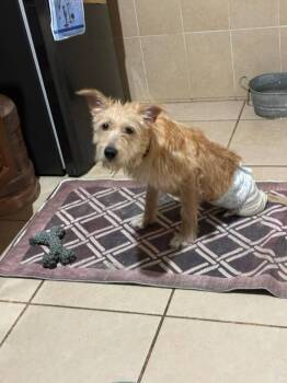 BENJI -  Brittany Spaniel Dog for Adoption in Langley Township, British Columbia - BENJI | PetCurious