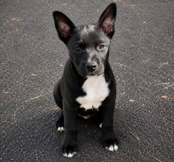 Kermit -  Terrier and Mixed Breed Dog for Adoption in Gwinn, Michigan - Kermit | PetCurious