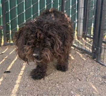 DORO -  Poodle Dog for Adoption in Camarillo, California - DORO | PetCurious