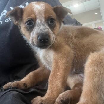 Cattle Dog Dogs Available for Adoption in Kyle, Texas - BINGO | PetCurious