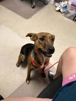 Page -  Hound and Mixed Breed Dog for Adoption in Burlington, Iowa - Page | PetCurious